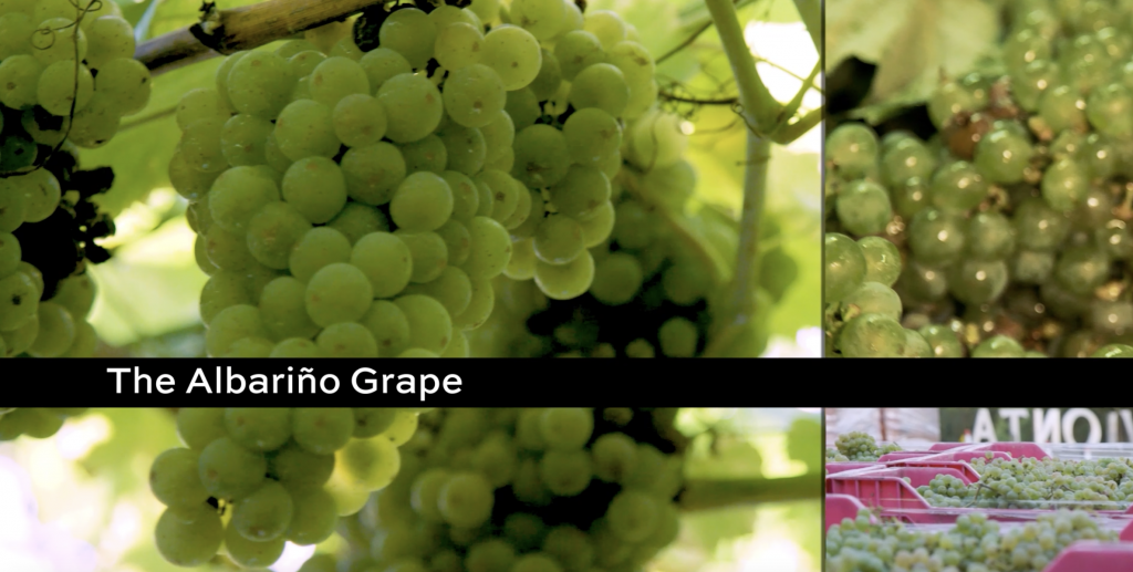 Vionta 5 - The Albarino Grape