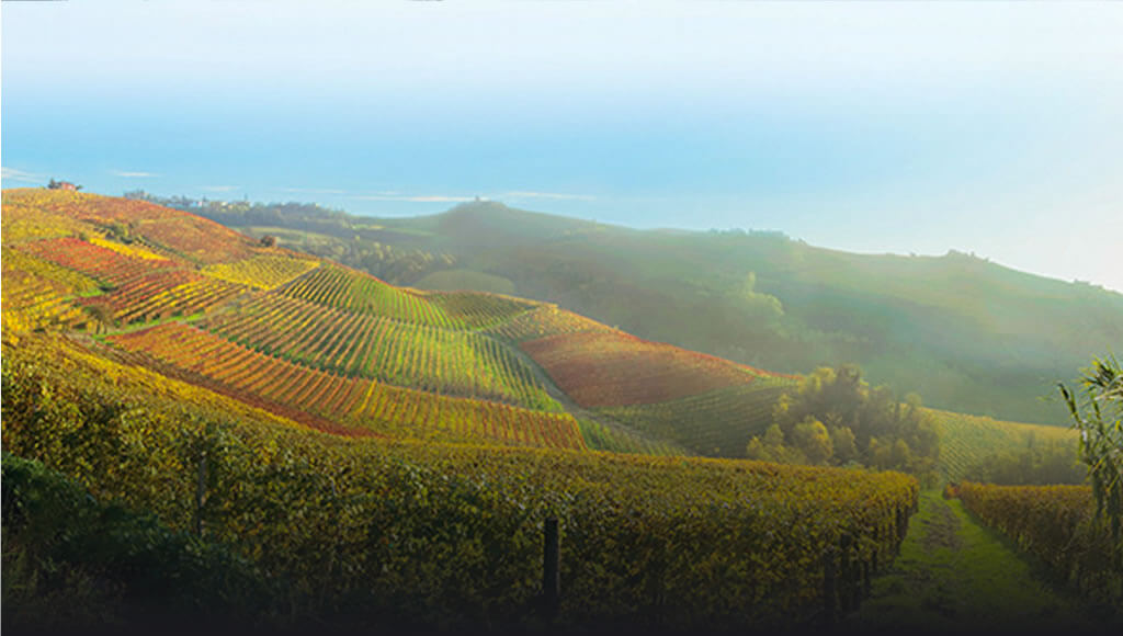 Pertinace Marcarini Vineyard